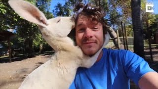 Kangaroo Slaps Dr. Dolittle Wannabe in the Face Then Can't Stop Hugging Him