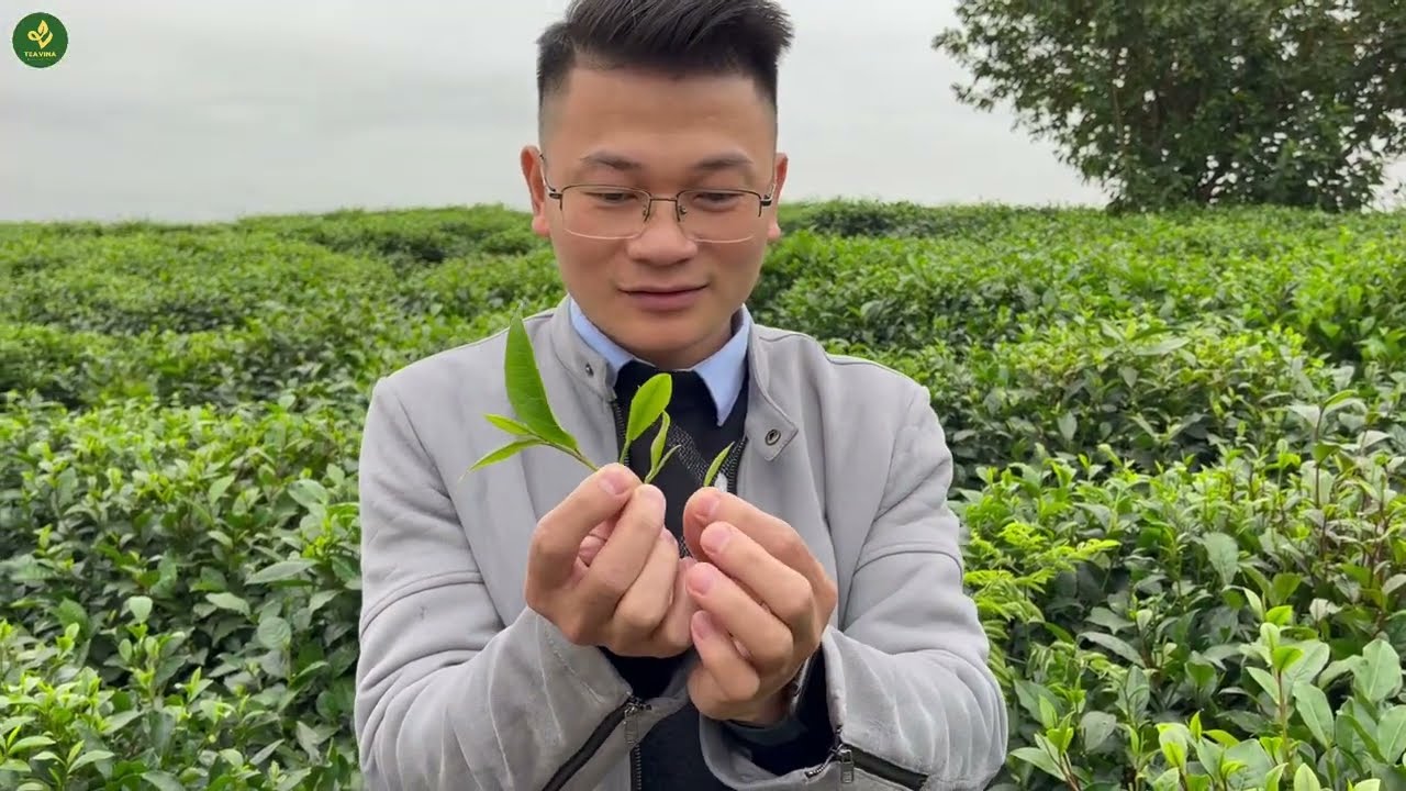Phân Biệt Các Dòng Trà Thái Nguyên: Trà Búp, Trà Móc Câu, Trà Nõn Tôm & Trà Đinh