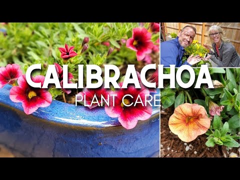image-How do you keep a Calibrachoa flowering?
