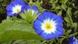 I'm In The Market For You- Ben Selvin Orchestra