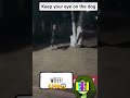 Caught On Camera Omg That S A Paranormal Ghost Dog ️