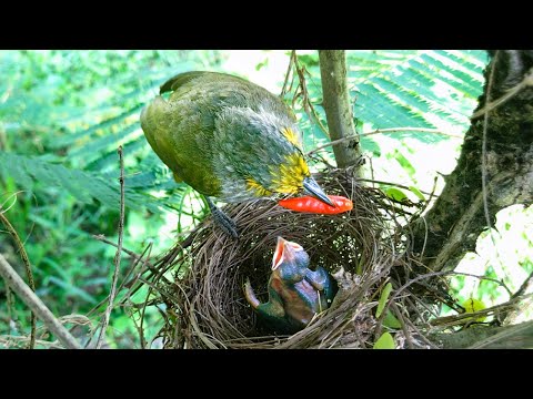 Baby Bird Gets a Taste of Spicy Red Chili! (11) – Dad Bulbul's Bizarre Refusal to Let Chick Eat E221