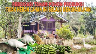 Download lagu REBOISASI TANAM POHON PRODUKSI..!! ALHAMDULILLAH KEBUN INI SELALU MENGHASILKAN mp3 Download lagu REBOISASI TANAM POHON PRODUKSI..!! ALHAMDULILLAH KEBUN INI SELALU MENGHASILKAN mp3