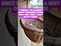 5 things I learned from a mourning dove nesting on my porch. 🧺🕊️