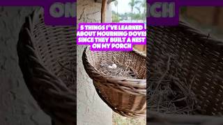 5 things I learned from a mourning dove nesting on my porch. 🧺🕊️