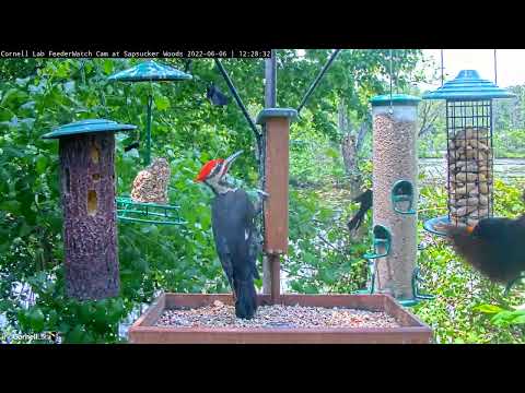 Male Pileated Woodpecker Makes Pit Stop At Suet Feeder In New York – June 6, 2022