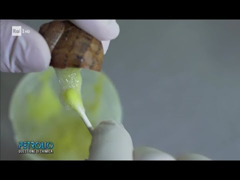 Bava di lumaca madonita   Estrazione bava di lumaca pura con metodo manuale