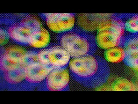 PUPILA DE CRISTAL / MAPEL / PLANTA