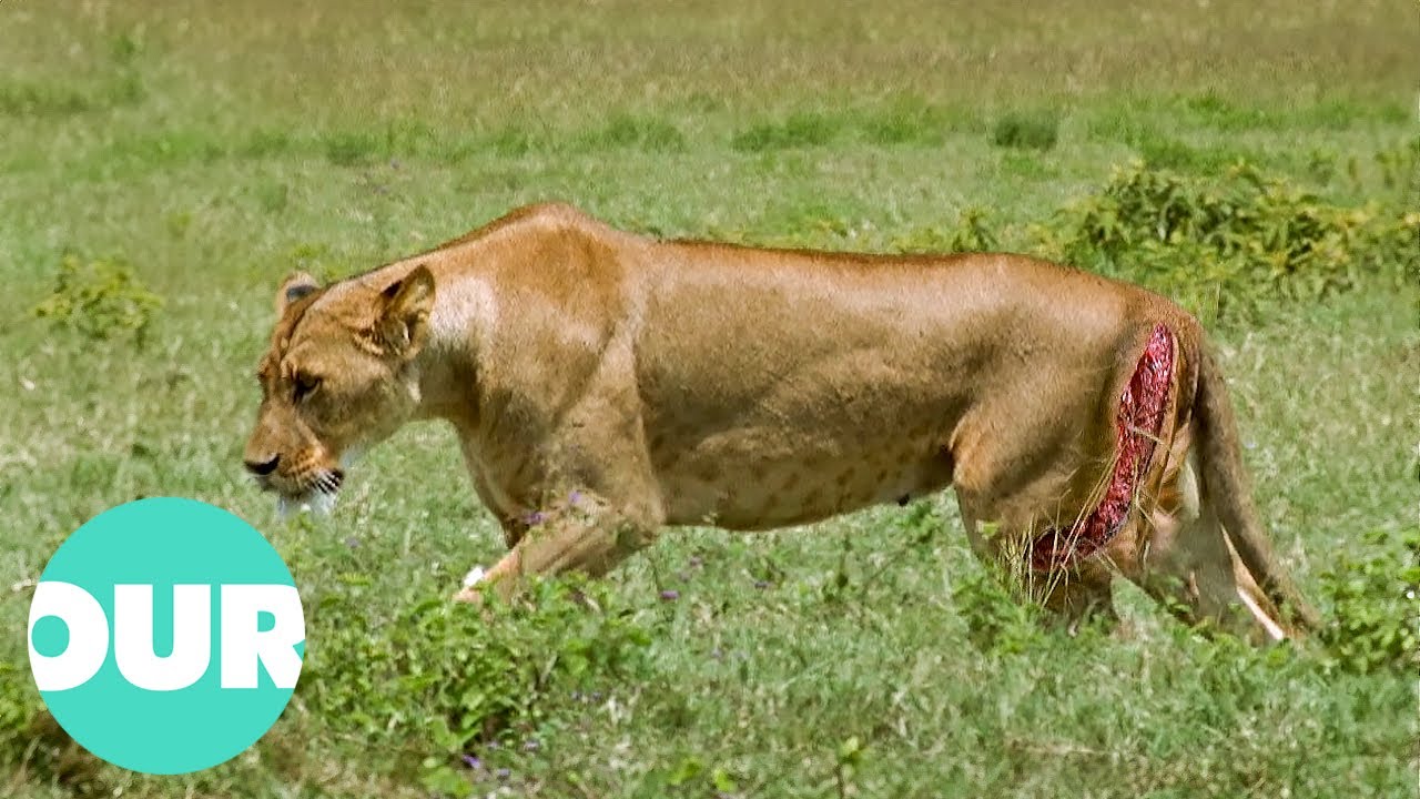 Warthog Almost Kills Pregnant Lion