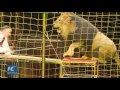 Dancing With Lions Circus Show By Ukrainian Father And Son