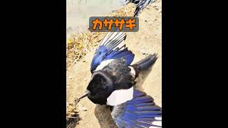カササギは悪い鳥ですか？ #自然 #動物プロダクション #動物 #animals #癒し