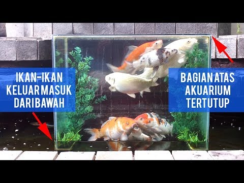 Inverted Aquarium | Reverse aquarium that is more than five years old Video