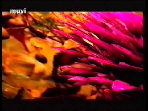 God's Groove - Rain Falls