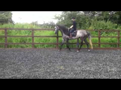 Fandango JAQ PRE Andalusian