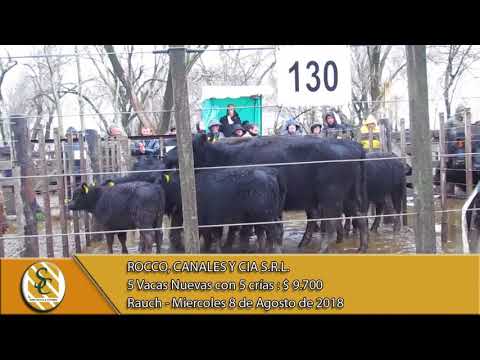 08-08-18 Venta de Vientres - Rocco, Canales y Cia S.R.L. - Rauch.