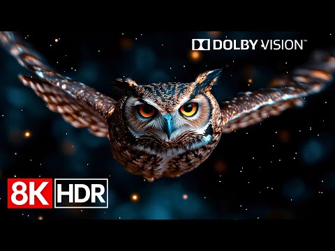 Beyond Resolution — 8K HDR Dolby Vision Sensation (60fps)