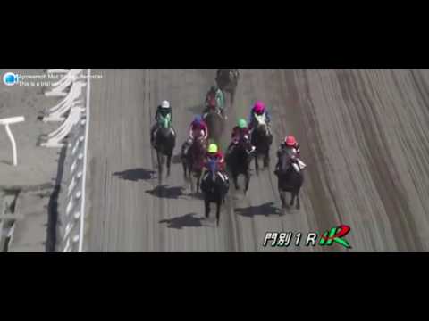 RINNO STONE (Smart Robin - Sammaru Fair by Admire Don)