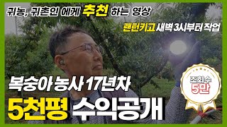 복숭아 농사 5천평 수익은 얼마일까?
