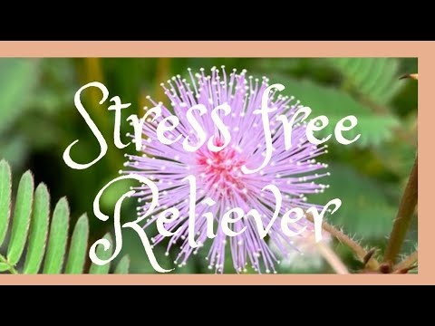 MY STRESS RELIEVER  #garden#flower #stressfree