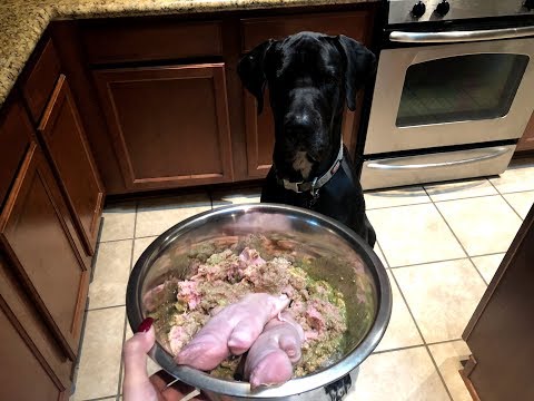 download lagu mp3 mp4 Can Dogs Eat Pigs Feet, download lagu Can Dogs Eat Pigs Feet gratis, unduh video klip Can Dogs Eat Pigs Feet