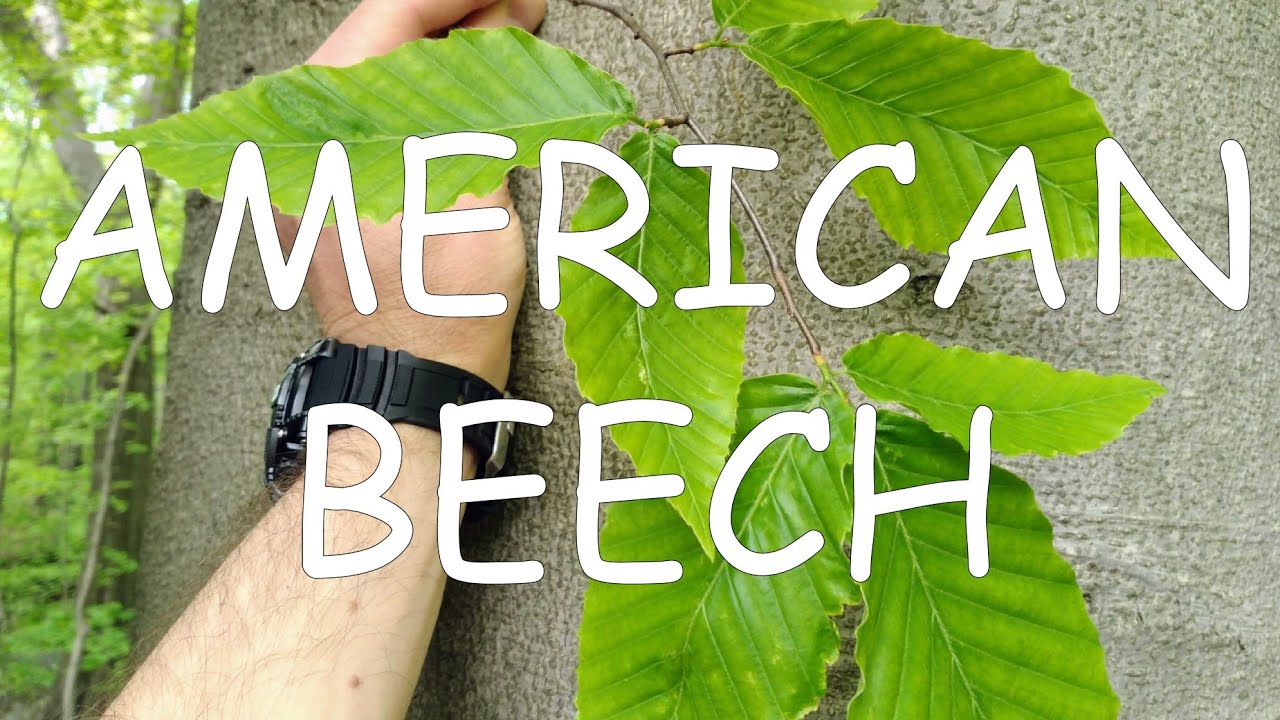 How to identify American beech (Fagus grandifolia) | TREE ID #7