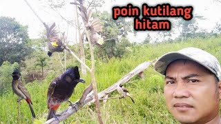 Download lagu Mikat BURUNG KUTILANG dapat KUTILANG warna Hitam mp3 Download lagu Mikat BURUNG KUTILANG dapat KUTILANG warna Hitam mp3