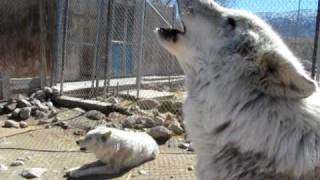 Wolves howling - Wolf Mountain Sanctuary