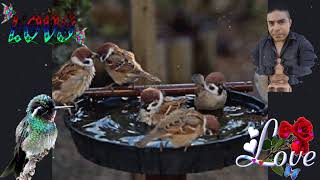 Ave De Recuerdo Los Temerarios