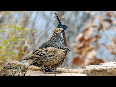 Koklass — male and female pair