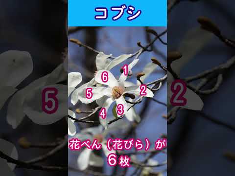 年に2回咲くモクレンの品種はありますか?どれの ？  庭園