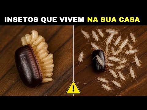 10 INSECTS that live in your home that can be DANGEROUS or HARMLESS