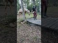 Veulen (ml) PRE Puur Ras Spaans Te koop 2025 Palomino , ADAGIO CALLER