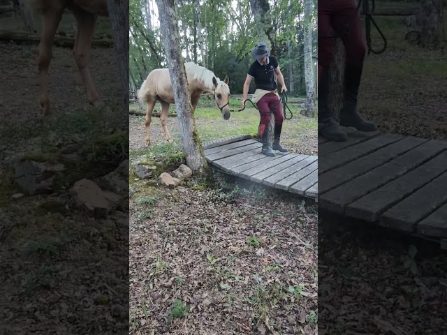 Veulen (ml) PRE Puur Ras Spaans Te koop 2025 Palomino ,  ADAGIO CALLER