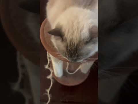 Cute Cat Loves to Sit on the Cat Scratching Post | Ghure Ashi