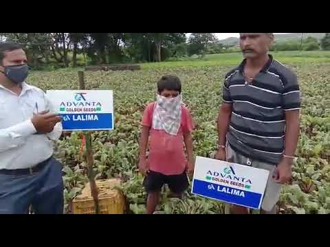 Advanta Lalima Beetroot 200 gm