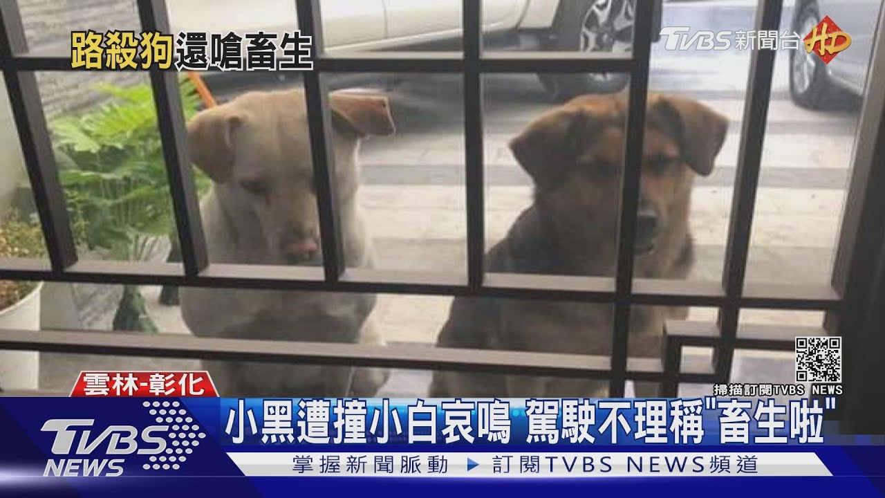 小黑遭撞小白哀鳴 駕駛不理稱「畜生啦」
