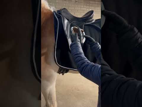 Paardenlifehack #beugelsopsteken #pferd #haflinger #horse #penny #lifehackhorse #horselifehack