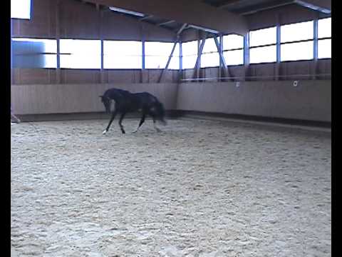 Diamond Hit x Archipel Hengst  Diamond`s Peppy TB