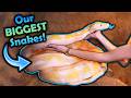 Meet Our Biggest Snakes