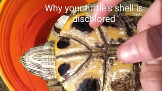 3 reasons your red ear slider turtle