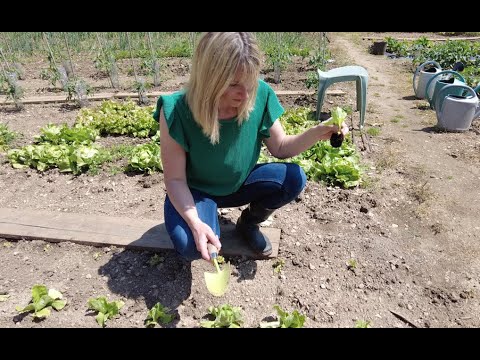 đ Tuto Nature du JHM : Repiquer de la salade - Comment venir Ă bout du ver blanc