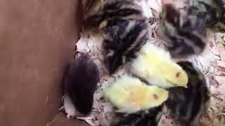 New batch of Coturnix Quail