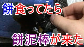 お正月だから餅食ってたら餅泥棒がきて帰らせた