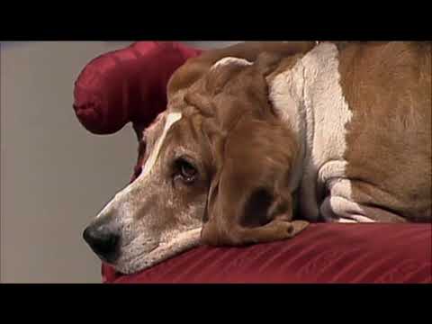 Nighttrain - Was macht der Hund auf dem Sofa 1978