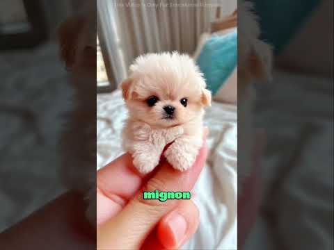 ces gens font ça parce que leur professeur est très mignon