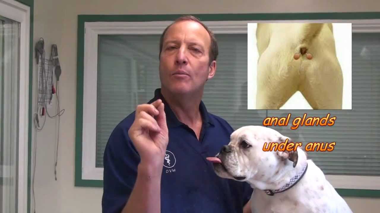 Anal Glands in a Dog