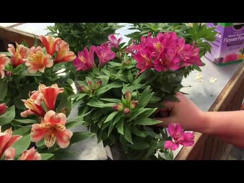 Alstroemeria Care