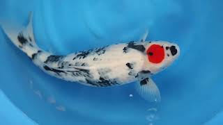 video van Tancho Showa TA-V24-01714