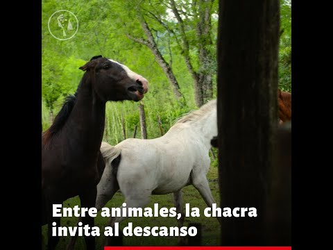 Entre animales y naturaleza, la chacra invita al descanso