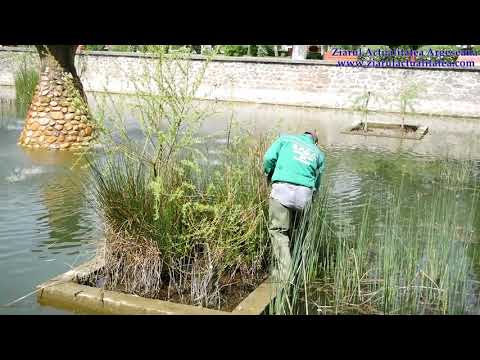 Au salvat o pisicuta de la inec